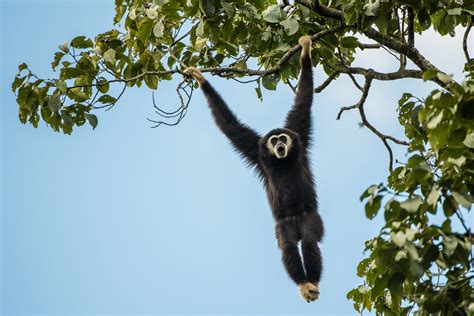 White-Handed Gibbon | Sean Crane Photography