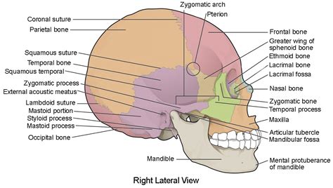 The Skull | Anatomy and Physiology I