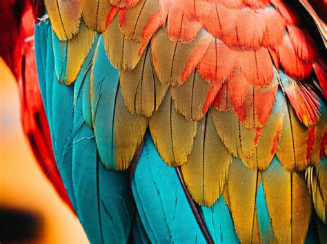 Wallpaper colorful feathers, parrot, birds, close up desktop wallpaper, hd image, picture ...