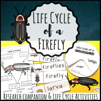 Firefly Life Cycle and Research Companion by PrintablePrompts | TpT