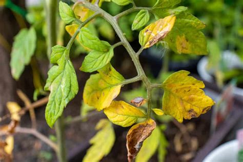 7 Reasons Your Tomato Leaves Are Turning Yellow & How To Fix It ...