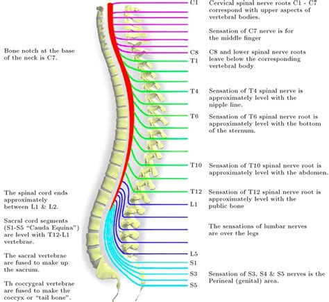 [DIAGRAM] Vertebrae And Nerves Diagram - MYDIAGRAM.ONLINE