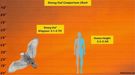 Snowy Owl Wingspan: How Big Are They Compared To Others?