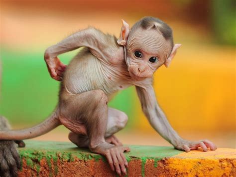 34 Images That Prove Animals Get Creepy Without Hair - Creepy Gallery | eBaum's World