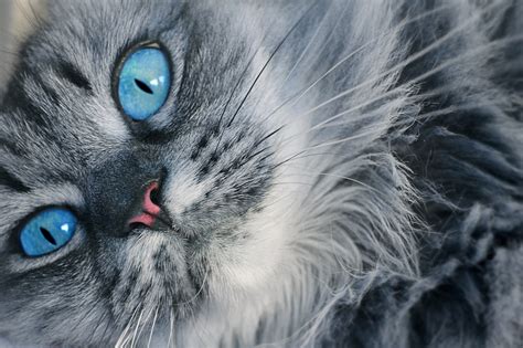 Gray Persian cat, Cat, Muzzle, Blue-eyed HD wallpaper | Wallpaper Flare