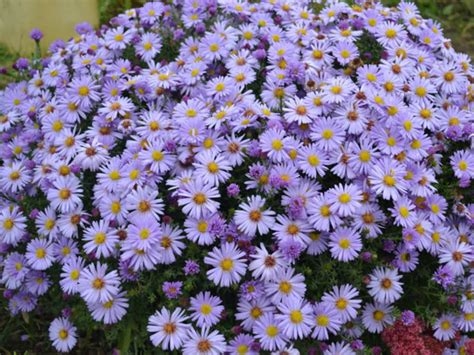 Aster amellus - Italian Aster | World of Flowering Plants