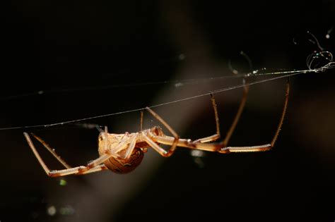 Latrodectus geometricus - Entomology Today