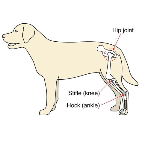 Dog Hind Leg Parts