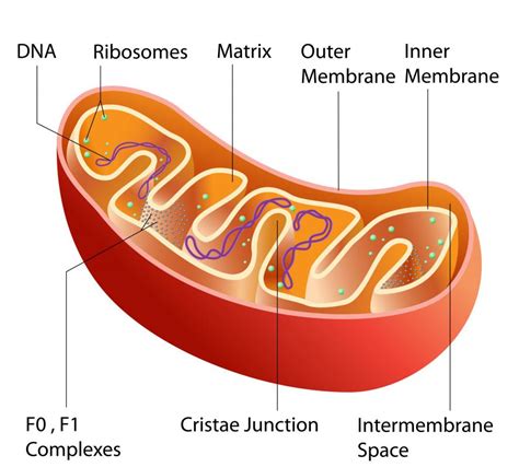 Ribosomes - Car Cell Analogy