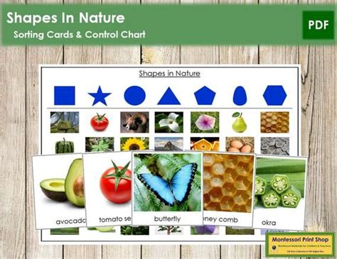 Shapes in Nature Sorting Cards & Control Chart Montessori Geometry and Science Printable ...