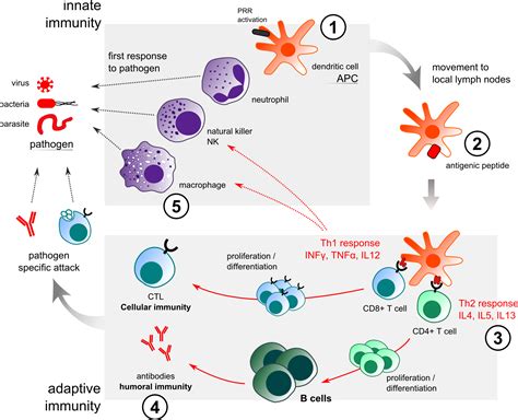 Innate Immune System Picture