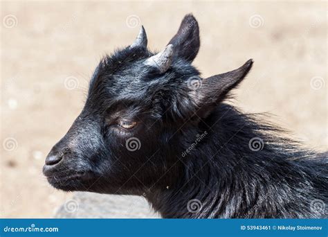 Baby Black Pygmy Goat Royalty-Free Stock Photography | CartoonDealer ...