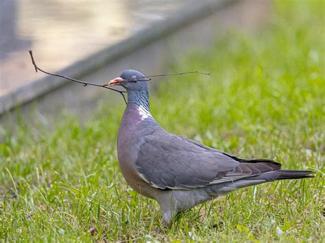 Wood Pigeon Nesting (All You Need To Know) | Bird Fact