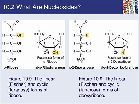 PPT - Chapter 10 Nucleotides and Nucleic Acids PowerPoint Presentation - ID:458329