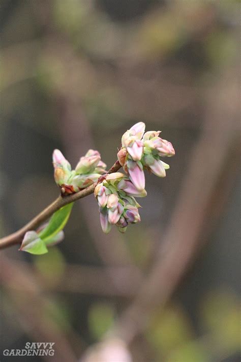 Pruning Blueberries: Step-by-step Instructions for More Fruit