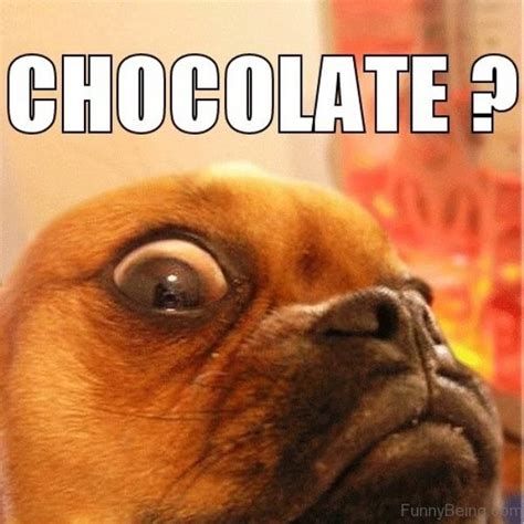 15 Ultimate Chocolate Memes