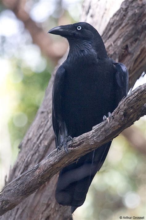 Forest Raven Corvus tasmanicus