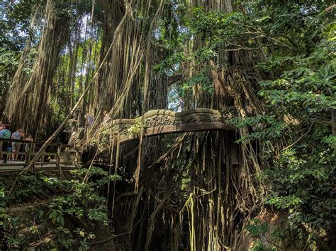 Ubud Monkey Forest: Wildlife in the City - Where Food Takes Us