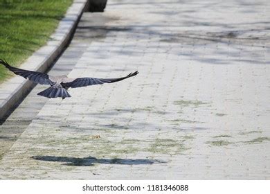 Flying Bird Open Wings Stock Photo 1181346088 | Shutterstock