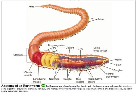 Earthworm | Marine biology, Biology, Biology labs