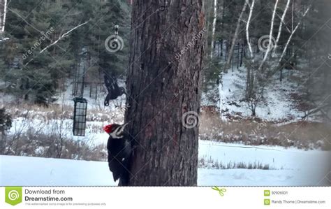 Pileated woodpecker stock image. Image of michigan, woody - 92926931