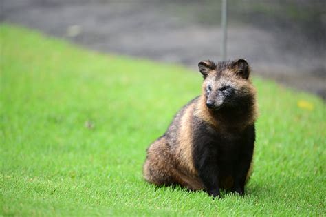 What Are Raccoon Dogs? - The New York Times