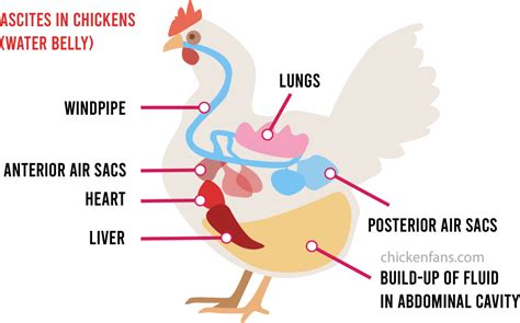 Water Belly in Chickens: Symptoms & Treatment of Ascites | Chicken Fans