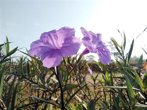 lavender flower petals growing in the garden 10217956 Stock Photo at Vecteezy