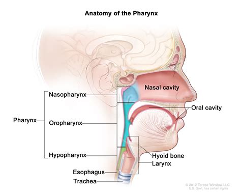 Pharynx Larynx Trachea Esophagus