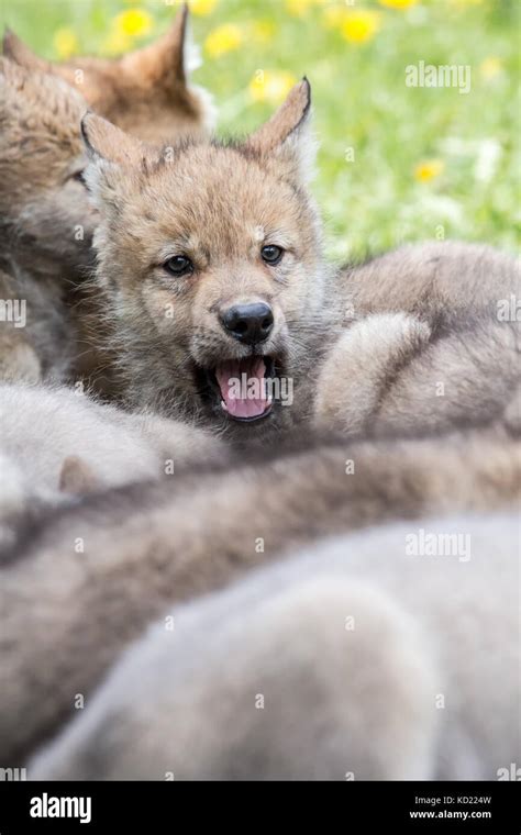 One alert Gray Wolf pup nestled among his sleeping litter mates, near Bozeman, Montana, USA ...