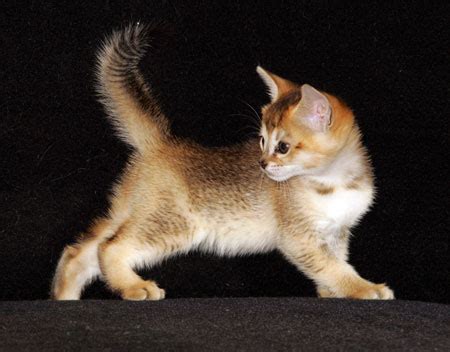 Chausie Cat Info, History, Personality, Kittens, Diet, Pictures