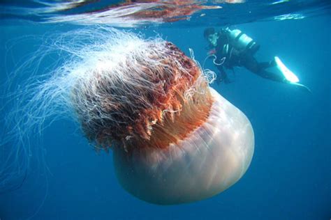 Giant jellyfish - The Christian Science Monitor - CSMonitor.com