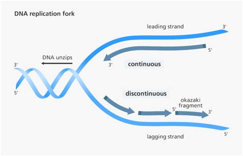 Enzymes Unzip The Helix - Replication Discontinuous On One Strand ...