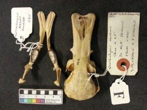 Specimen of the Week 190: The Platypus Tooth | UCL UCL Culture Blog