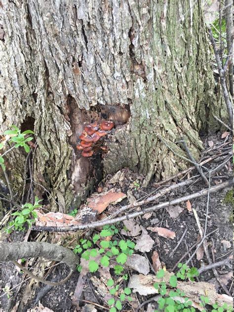 Michigan mushroom - Mushroom Hunting and Identification - Shroomery Message Board