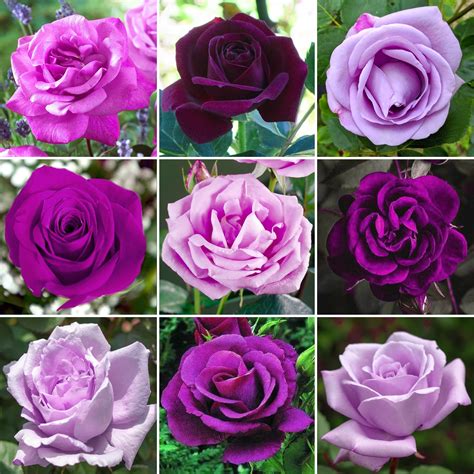 Purple Flowers That Look Like Roses : Purple Haze Lavender Rose ...