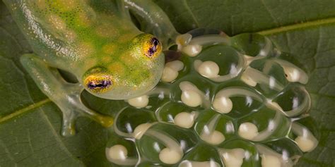 Glass Tree Frog