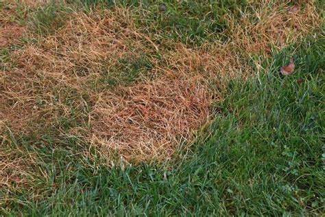 Grub Damage - Turfco Lawn Care & Pest Control Services In Idaho Falls