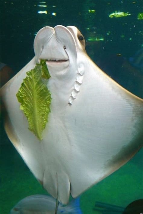 Happy Stingray Eating Lettuce May Be The Best Thing You See All Day ...