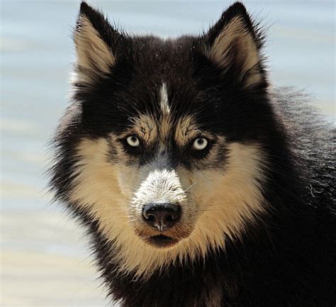 Husky Wolf Mix (Wolf-dog) - A Cross Of Striking Beauty And Intelligence