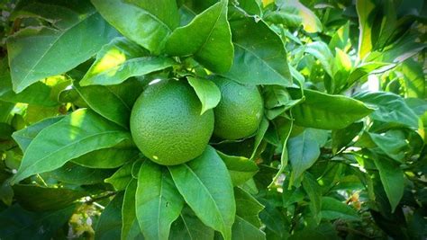 Lime – Persian – Urban Seedling