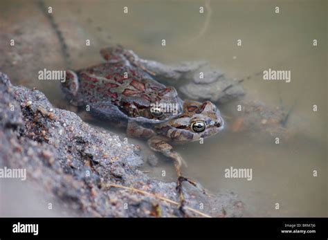 South africa frogs hi-res stock photography and images - Alamy