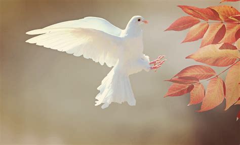 Dove Symbolism and Dove Meanings on Whats-Your-Sign