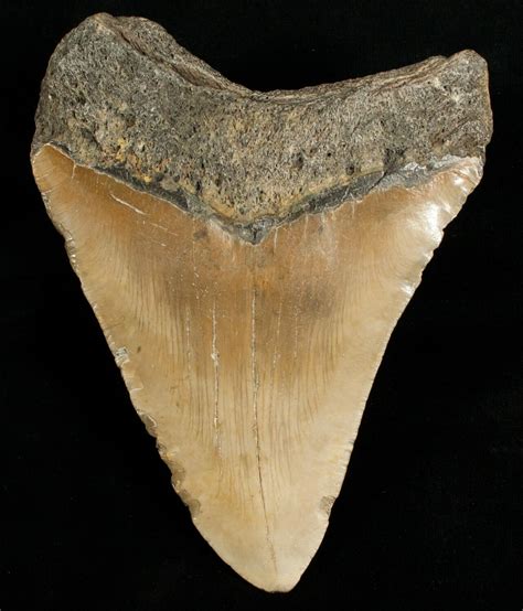 Huge 5.42" Megalodon Shark Tooth For Sale (#6651) - FossilEra.com