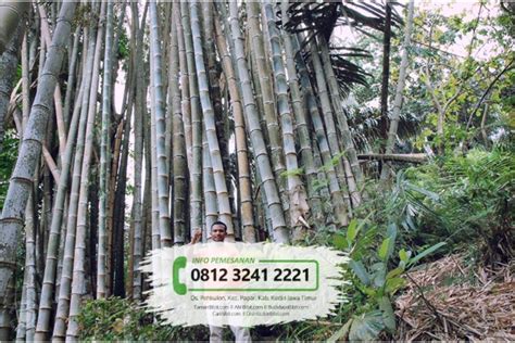 Jual Bibit Pohon Bambu Petung / Betung - CariBibit.com