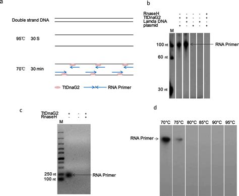 Synthesis of RNA primers with double-stranded DNA template. (a) Scheme... | Download Scientific ...