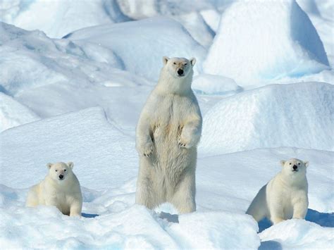 A polar bear and her two cubs stand on a pack of ice on the northeast ...