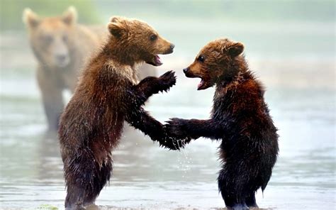 Bear Cubs Wallpapers - Wallpaper Cave