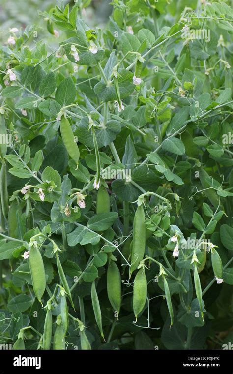 Pea plant (Pisum sativum convar. sativum Stock Photo - Alamy