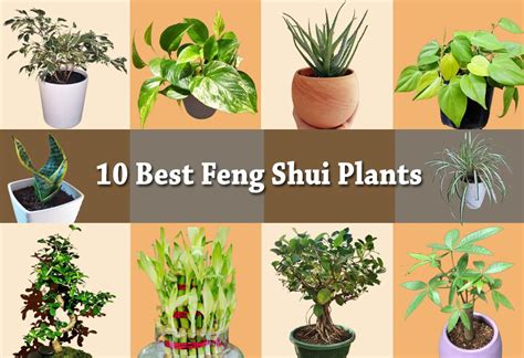 Feng Shui Plants 10 To Bring Wealth In Your Home